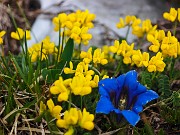 33 Gentiana clusii (Genziana di Clusius) in bella compagnia di Lotus corniculatus (Ginestrino)! 